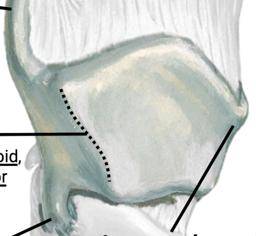 <p>What are the different features of the thyroid cartilage? Include the significance of each feature (what attaches)</p>