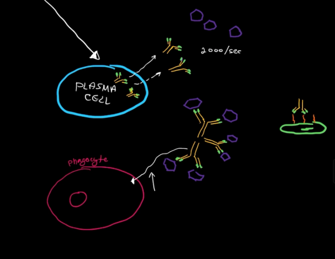<ol><li><p>Serves as an antibody factory, secreting 2000 antibodies every second</p></li><li><p>These antibodies can then:</p></li></ol><ul><li><p>Clump viruses, disabling them and making it easier for phagocytes to destroy them (Opsonization)</p></li><li><p>Neutralize bacteria by just sitting on them, preventing the pathogen from interacting with the body</p></li></ul><p></p>