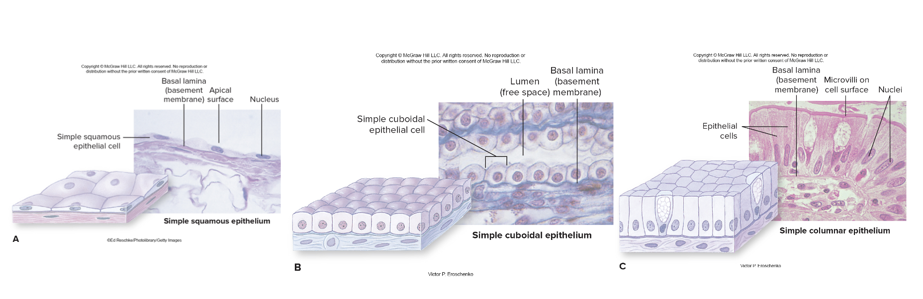 <ol><li><p>Single squamous epthelium</p></li><li><p>Simple cuboidal epithelium</p></li><li><p>Single columnar epithelium</p></li></ol><p></p>