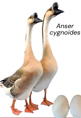 <ul><li><p>Dual purpose</p></li><li><p>40-100 eggs</p></li><li><p>4-5 kg at 20-24 weeks</p></li><li><p>China</p></li><li><p>Slender neck, knob at the base of the bill, active and noisy, good foragers, prolific layers</p></li></ul><p></p>
