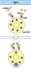 <p>-allergies</p><p>-IgE mediated</p><p>-hives, erythema</p><p>-antigen forms cross link with membrane bound IgE</p><p>-mast cells release histamine</p>