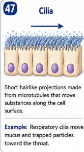 <p>Short hairlike projections made from microtubules that move substances along the cell surface. </p>