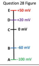 <p>In the figure below, which value is the best estimate of the sodium equilibrium potential (ENa) in a neuron?</p>