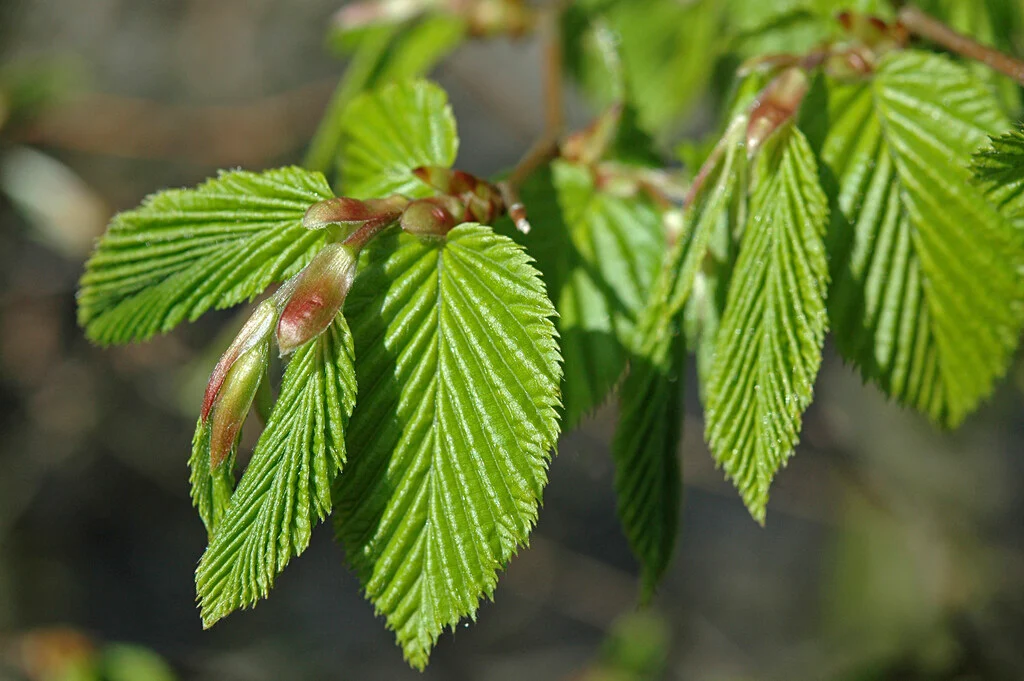 <p>Carpinus betulus</p>