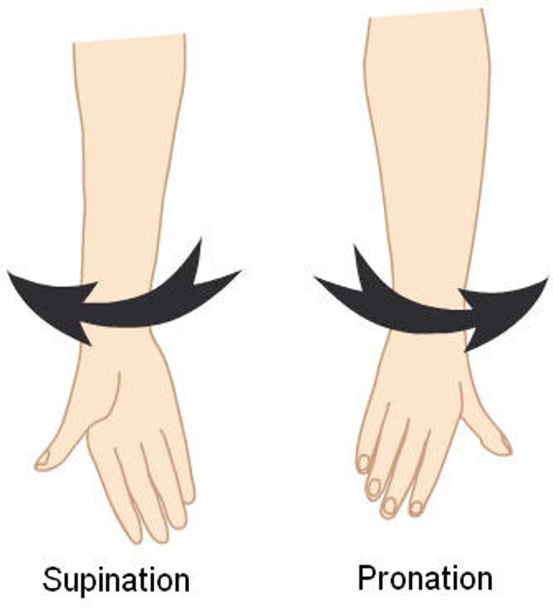<p>Rotating the forearm so the palm faces posteriorly. Pronation brings the radius across the ulna so that the two bones form an X.</p><p>Example: Occurs when the radius rotates medially so that the palm faces posteriorly</p>