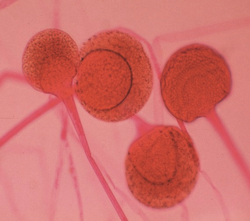 <p>What organism is this </p>