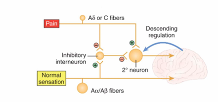 <ul><li><p>Published by Melzack and wall in 1965</p></li><li><p>Explains how a stimulus that activates only non-nociceptive nerves can inhibit pain</p></li><li><p>Sensory fibres that transmit normal sensation are going to travel on a different pathway, they don’t synapse on the second order neuron so they get to the brain faster</p></li><li><p>Normal sensation has an excitatory signal to the inhibitory interneuron (exciting inhibition = inhibition of pain reception)</p></li></ul><p></p>