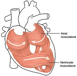 <p>What does the myocardium muscle tissue do?</p>
