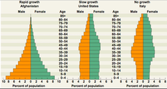 <p>relative numbers of organisms of each age within a population represented in a graph</p>