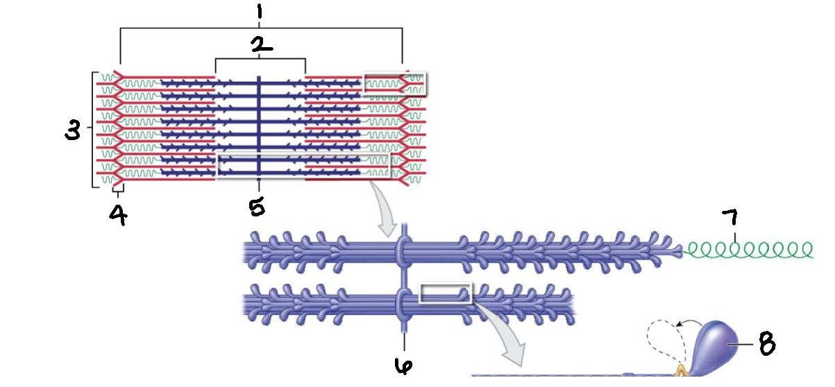 <p>What is structure #5?</p>