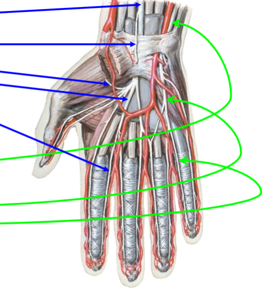 <p>Nerves in the hand </p><p>Median</p><p>– -Palmar cutaneous branch (sensory)</p><p>– -Recurrent thenar branch (motor)</p><p>– -Common palmar digital branches</p><p>– -Proper palmar digital branches (sensory)</p><p>• Ulnar</p><p>– -Dorsal cutaneous branch (sensory)</p><p>– -Ulnar to hand (motor hypothenar / plus others)</p><p>– -Common palmar digital branches</p><p>– -Proper palmar digital branches (sensory)</p>