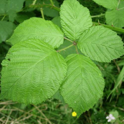 <p>leaves in groups of 5, canes with large thorns</p>