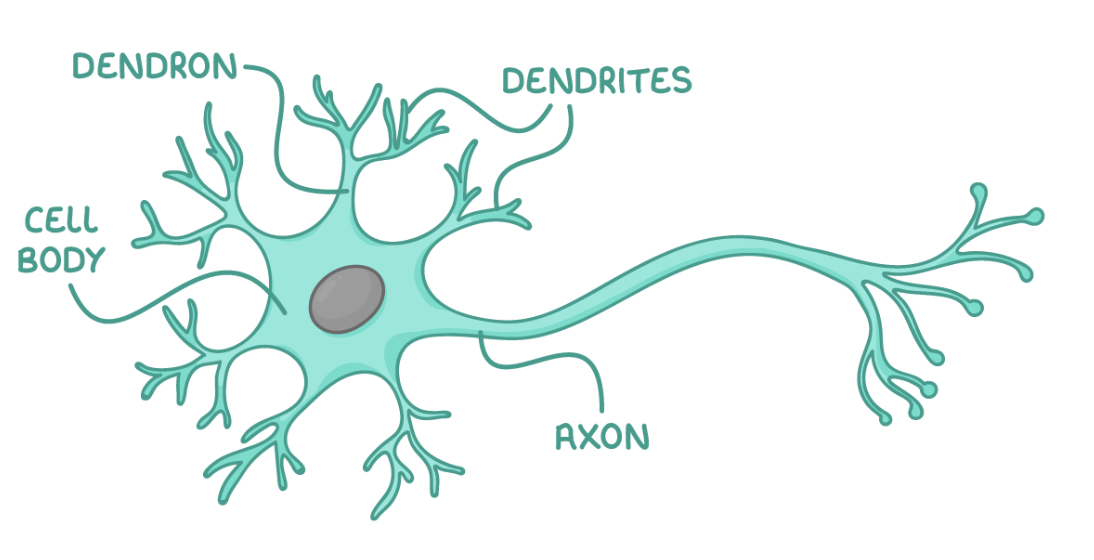<ul><li><p>cell body - contains nucleus and other organelles e.g. mitochondria and ER</p></li><li><p>dendrons - short branches extended from the cell body which further / into dendrites</p></li><li><p>axon - single nerve fibre which carries impulse away from cell body to other neurones/effectors</p></li></ul><p></p>