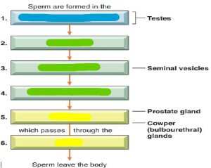 <p>3 (1-6) (Pathway of sperm)</p>