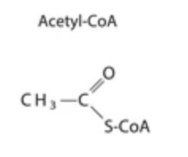 <p><span style="background-color: transparent; font-family: "Cormorant Garamond", serif;"><strong>Acetyl CoA: </strong>används i citronsyracykeln. Består av en acetylgrupp + coenzym A.&nbsp;</span></p><p><span style="background-color: transparent; font-family: "Cormorant Garamond", serif;">(Ser nästan ut som ättiksyra CH<sub>3</sub>COOH men OH utbytt till svavel och CoA) AcetylCoA bär vidare acetylgrupper från glykolysen samt beta-oxideringen till citronsyracykeln.</span></p>