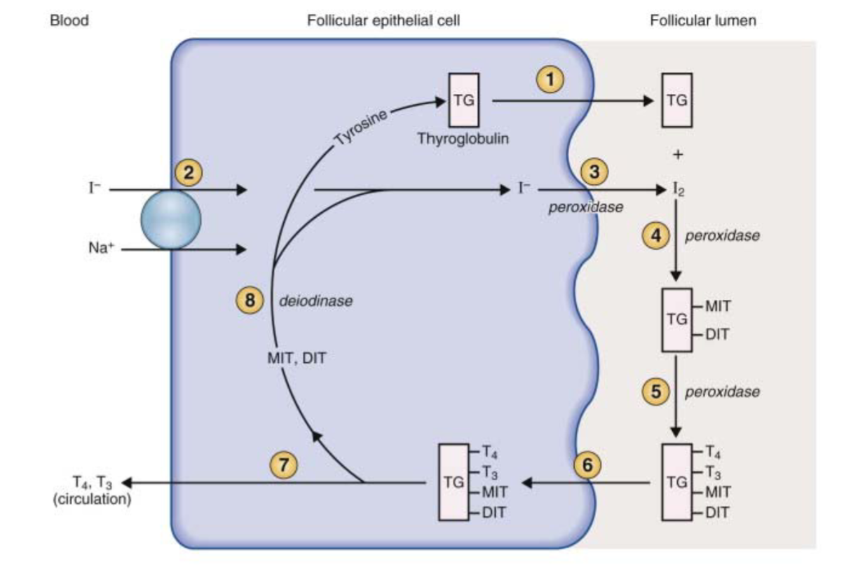 <p>1) Follicular cells synthesize TGB (with its numerous tyrosine) and dump into the colloid</p><p>2) Iodine trapping via the Na+ /I‐ pump (active transport)</p>