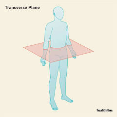 <p>body plane that is front to back horizontally. an imaginary horizontal line that divides the body into upper (superior) and lower (inferior) halves</p>