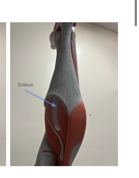 <p>under gastrocnemius</p>