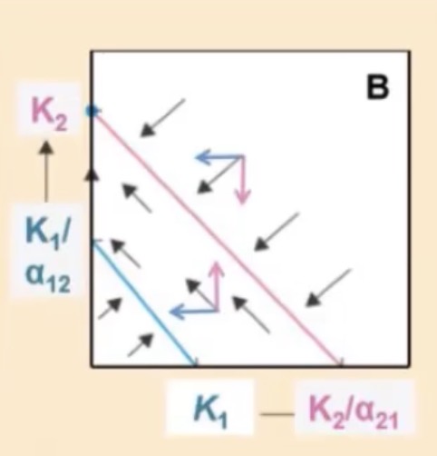 <p>What outcome of the Lotka-Volterra Model is represented in this graph, which species is above its isocline?</p>