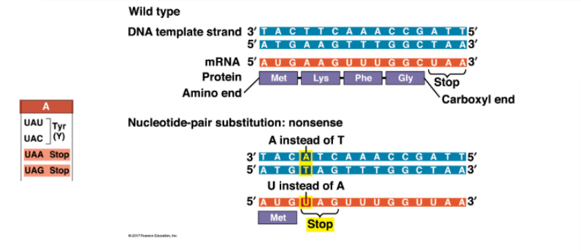 <ul><li><p>AAG codon becomes UAG codon, so Lys becomes a STOP — truncated protein</p></li></ul><p></p>