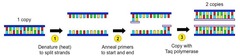 <p>short sequences of single stranded DNA that are complementary to the base sequence of and bind to the start of the fragment </p><p>allow DNA polymerase to initiate DNA replication</p>