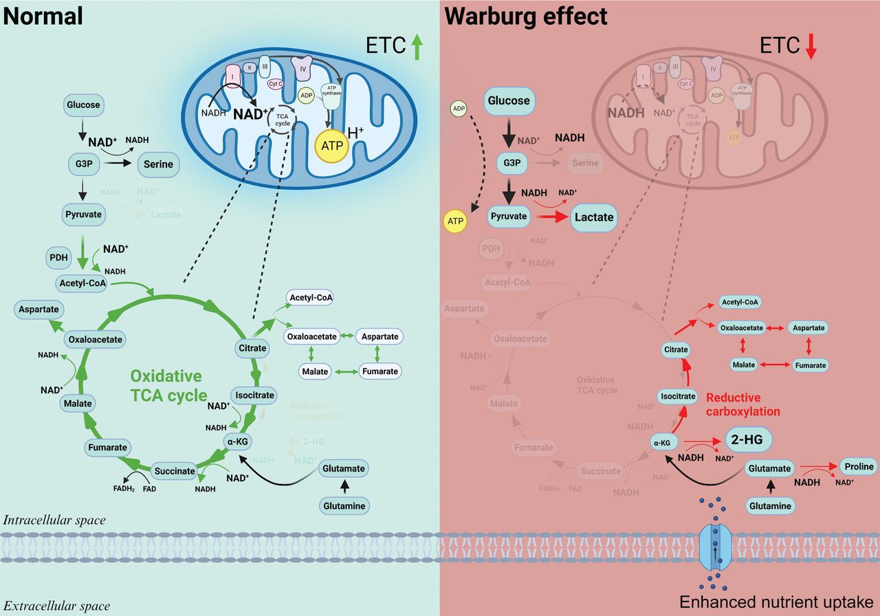<p>Warburg effect</p>