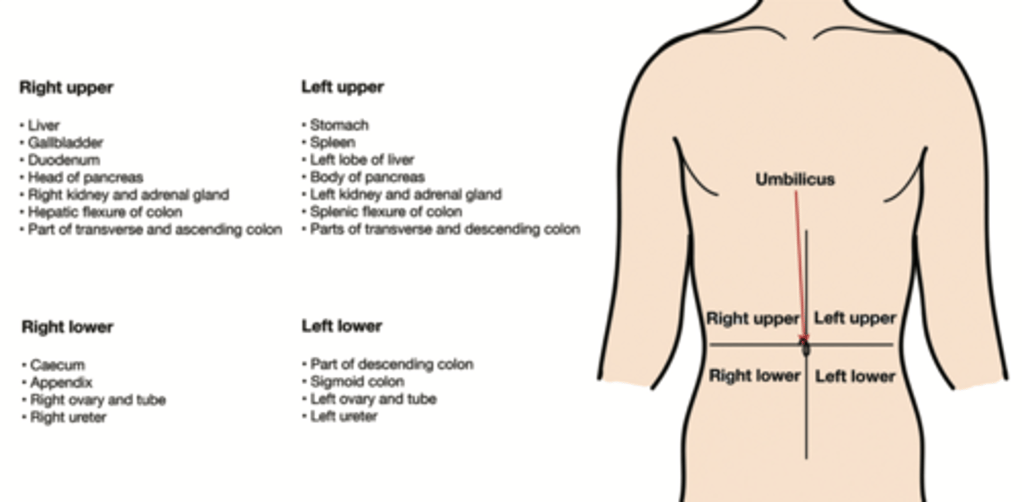 <p>➤ Right upper quadrant (RUQ): peptic ulcer, gallbladder pathology, head of pancreas</p><p>➤ Right lower quadrant (RLQ): appendix, Crohn disease (CD)</p><p>➤ Left lower quadrant (LLQ): diverticulitis, ulcerative colitis (UC), IBS</p><p>➤ Left upper quadrant (LUQ): tail of pancreas, spleen pathology</p>