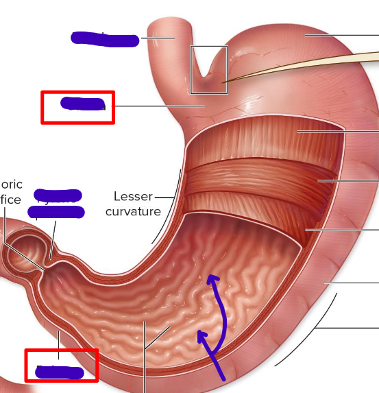 <p>gastric folds that increase the SA of the stomach</p>