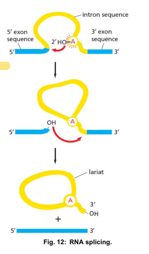 <ol><li><p><strong>cleavage at the 5’ splice site </strong>and joining of the intron to a branch point within the intron </p></li></ol><ul><li><p>this reaction yields a lariat-like intermediate, in which the intron forms a loop </p></li></ul><ol start="2"><li><p><strong>cleavage at the 3’ splice site</strong> and simultaneous ligation of the exons, resulting in an excision of the intron as a lariat-like structure </p></li></ol><ul><li><p>DNA sequences at the 5’ and 3’ ends of an intron serve as recognition sites for spliceosomes to bind </p></li></ul><p></p><p></p>