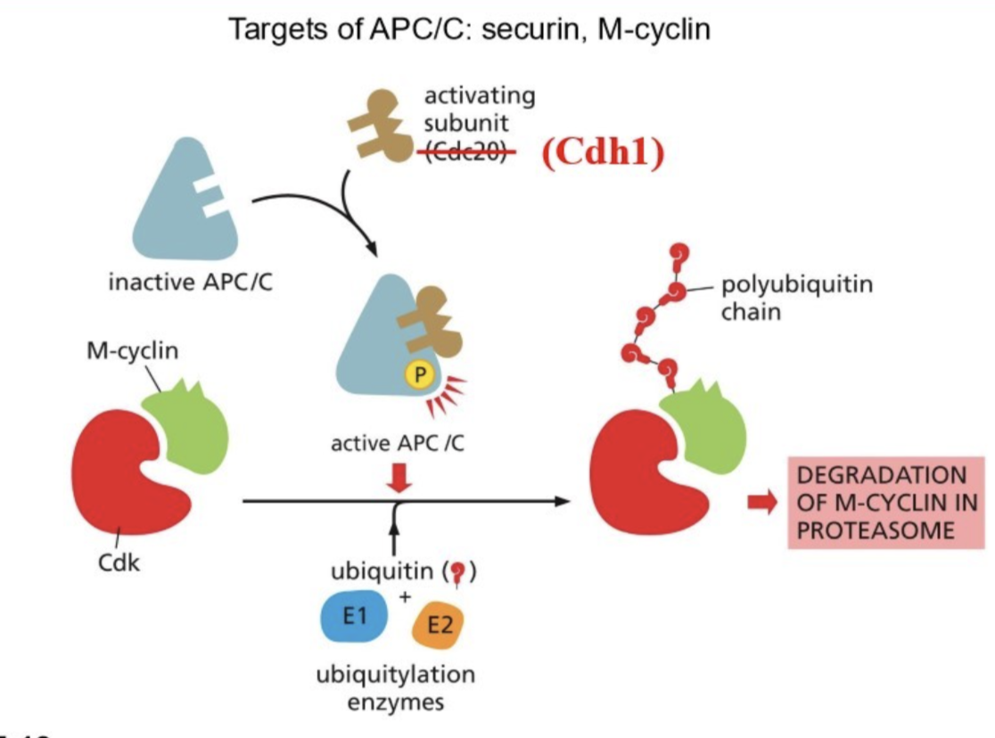 <ul><li><p>Ubiquitin (Ub) is a small protein that can covalently attach to other proteins in chains (Ub-Ub-Ub-Ub) by a ubiquitin ligase</p><ul><li><p>This flags the protein for degradation by the <strong>proteasome </strong></p></li></ul></li><li><p>This is how cyclins get degraded </p></li><li><p>Done by ubiquitin ligase APC/C</p></li></ul><p></p>