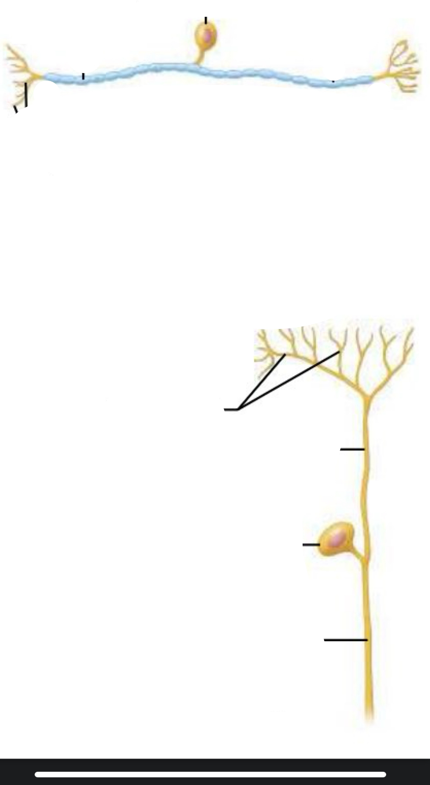 <p><span style="line-height: 22.0875px;">Identity neuron type and location </span></p>