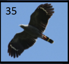 <p>“C” light panel at base of primaries; wings broad, rounded; tail long, banded</p>