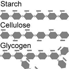 <p>large macromolecules formed from monosaccharides</p>