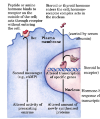 <p>peptide- made from amino acids, bind with cell surface receptor, which uses 2nd messenger system like *cAMP*, soluble in blood</p><p>fast and temporary!</p><p>ex: *insulin, epinephrine*</p><p>steroid- made from cholesterol, bind with intracellular receptor, with binds DNA to alter transcription, *require transport proteins to move through blood*</p><p>slow and more permanent!</p><p>ex: *aldosterone, cortisol*, ends with one/en/ol</p><p>exception: thyroid hormone is a peptide that acts like steroid</p><p>memorize hormones on pg. 317</p>