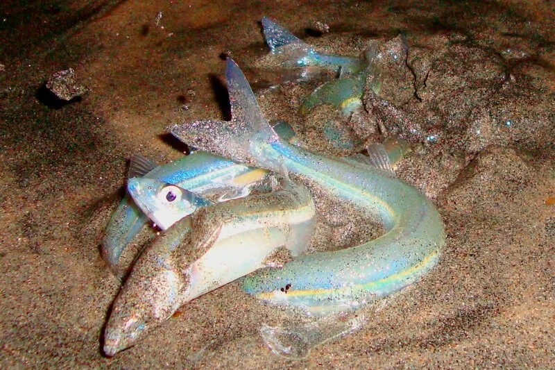 <p>California Grunion</p>