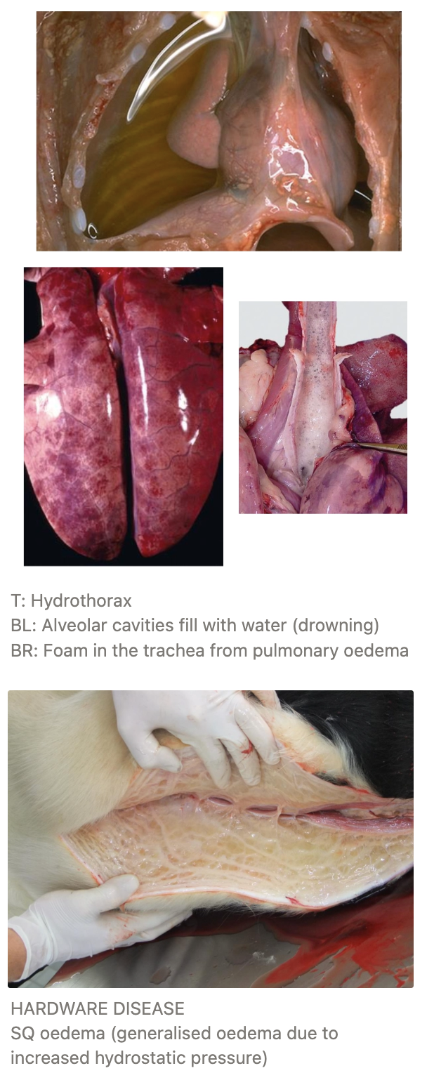 <p><strong>Solid tissues</strong> = Wet, heavy and enlarged </p><ul><li><p>SC = Swellings that pit on pressure and gravity-dependent (bottle jaw and brisket oedema) </p></li><li><p>Incised tissues may seep fluid</p></li></ul><p><strong>Body cavities</strong> = Free fluid</p>