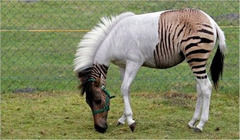<p>strange or odd; unusual</p>