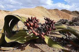 <p>-scale like</p><p>-non motile sperm</p>