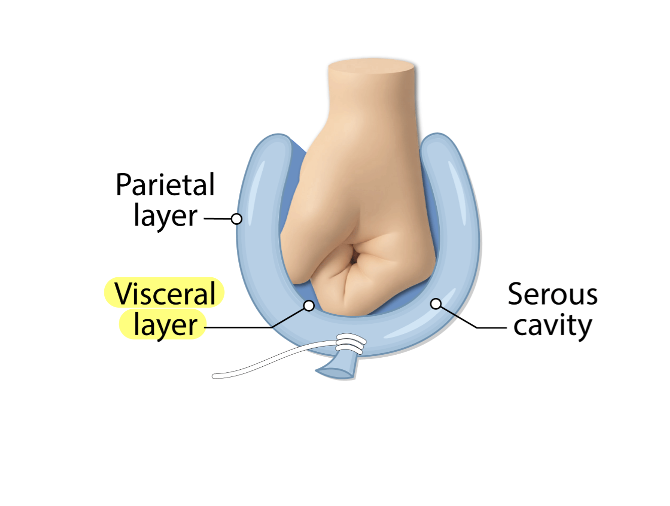<p>What is the <strong>visceral layer</strong>?</p>