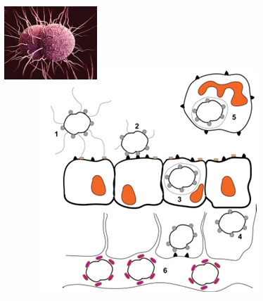 <ol><li><p>gonococci interact with the mucosal epithelium and neutrophils</p></li><li><p>pili retract allowing Opa-mediated attachment</p></li><li><p>after opa attachment, bacteria are engulfed and internalised into mucosal cells</p></li><li><p>Some cells can transcytose to the basolateral side of the mucosal epithelium</p></li><li><p>Opa offers immune evasion by multigene phase variation that results in antigenic variation</p></li><li><p>Following transcytosis, gonococci can enter the bloodstream where LOS renders the bacteria serum resistant</p></li></ol><p></p>