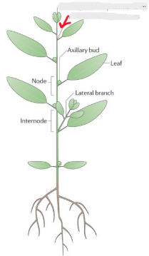 <p>group of cells that divide and help in primary growth from the axil</p>