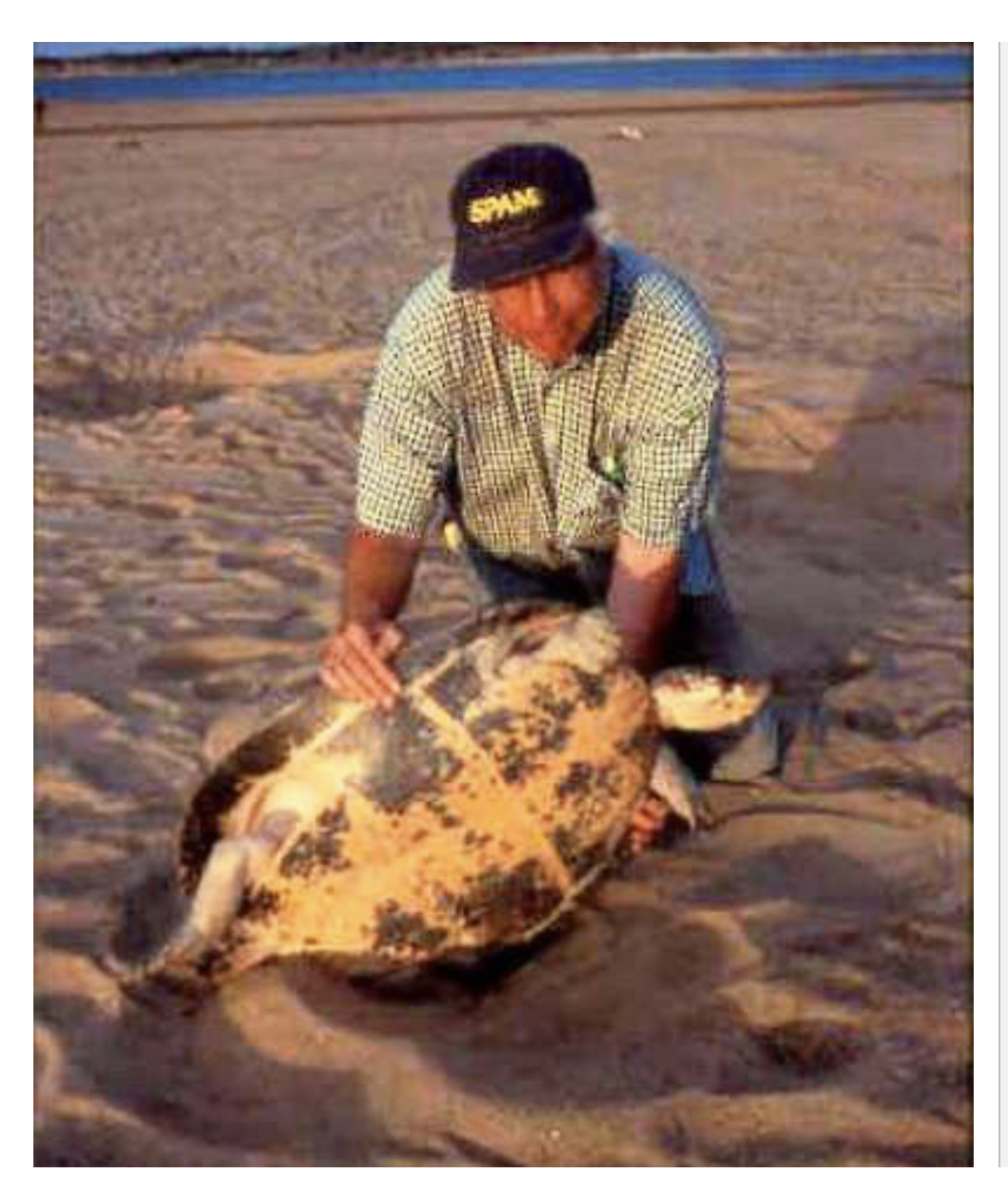 <p>3 gen 8 sp</p><p>• 2 genera in South America (Peltocephalus, Podocnemis)</p><p>• 1 genus with 1 species in Madagascar (Erymnochelys)</p><p>• Herbivorous, aquatic, freshwater (rivers and lakes)</p><p>• Podocnemis are very large</p><ul><li><p>Large numbers come ashore at night to nest on sandy beaches (like sea turtles)</p></li><li><p>individuals seem to return to same beach where they were born</p></li><li><p>Harvested for meat and eggs some highly endangered</p></li></ul><p></p>