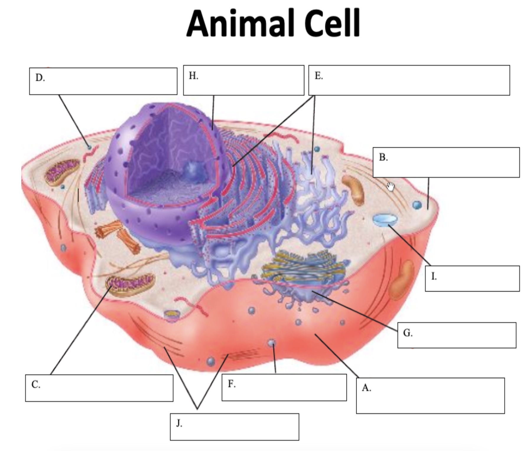 <p>Which animal cell organelle is A?</p>