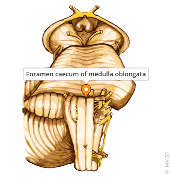 <p>At pontine border in a depression called the foramen caecum.</p>