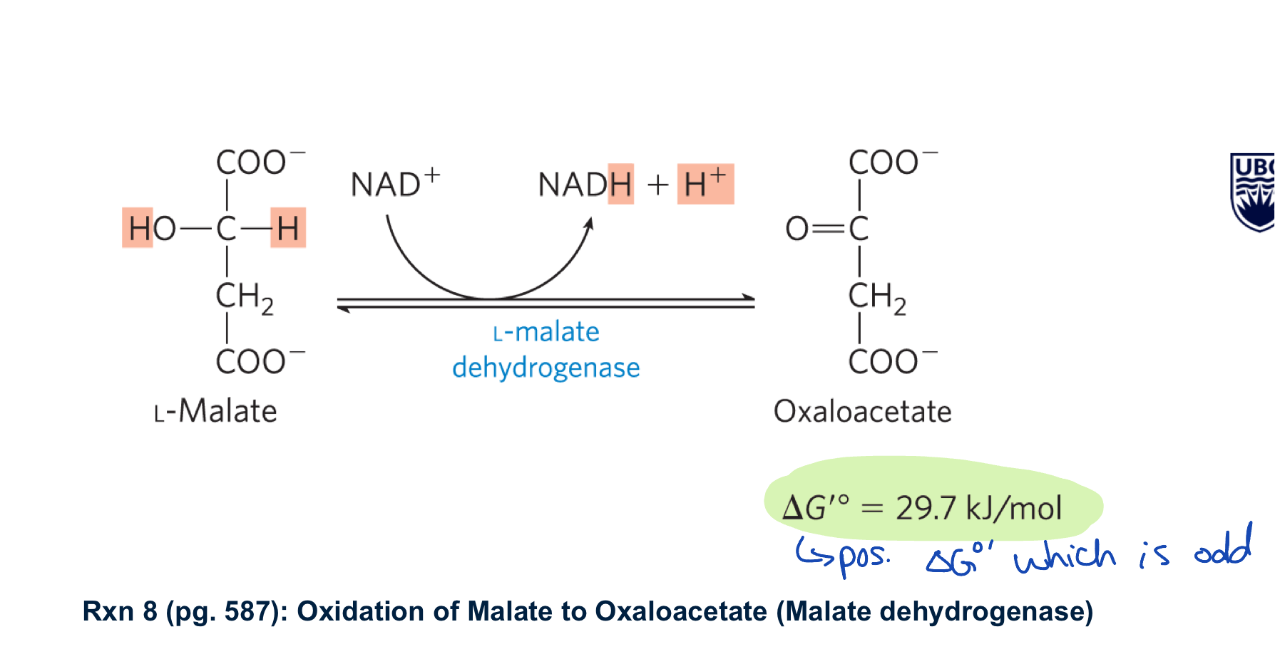<ul><li><p>malate dehydrogenase oxidses malate to oxaloacetate generating NADH </p></li><li><p>large +ve delta G knot but is driven by the 3 irreverible rxns </p></li><li><p>also means that the matrix kep low oxaloacetate to keep the rxn moving forward </p></li></ul><p></p>