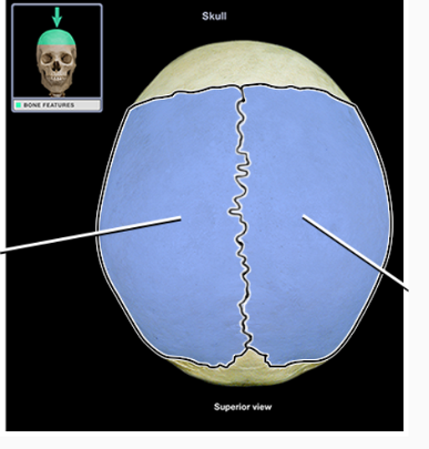 <p>What structure is indicated</p>