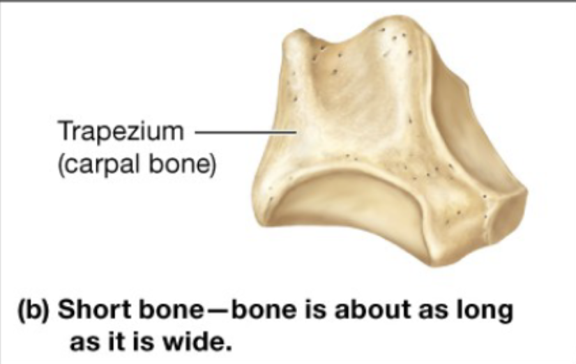 <p>About as long as wide or roughly cube- shaped</p><p>ex. the wrist and ankle bones</p>