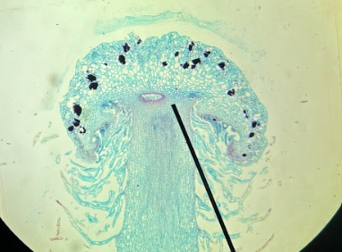 term image