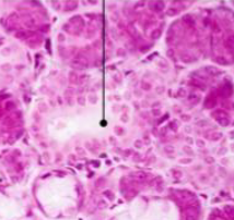 <p>identify the structure </p>