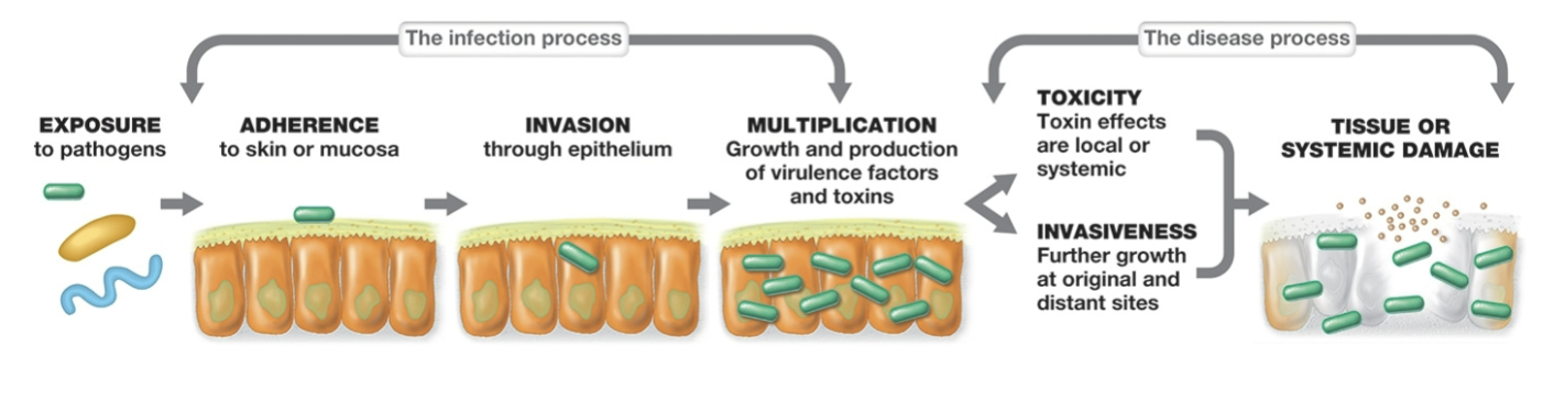 <p>exposure to pathogens —> adherence to skin or mucosa —> invasion through epithelium —> multiplication (growth and production of virulence factors and toxins) → toxicity or invasiveness —> tissue or systemic damage</p>